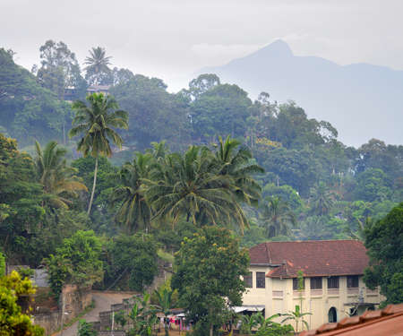 House in the jungle. Country Of Sri Lankaの写真素材