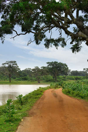 The road in the jungle . Country Of Sri Lankaの写真素材