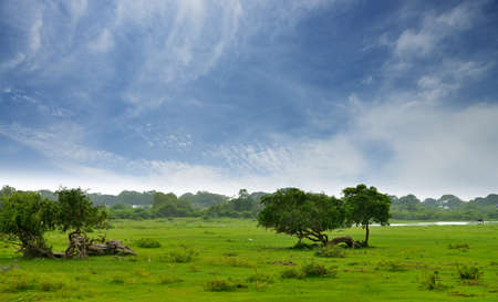 Pasture in the jungle. Country Of Sri Lankaの写真素材