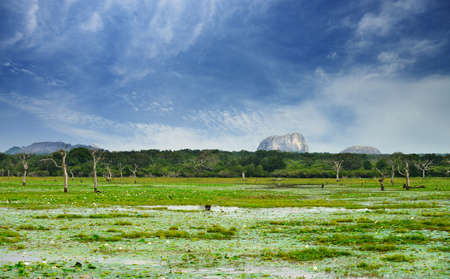 Lake in the jungle and dry tree. Country Of Sri Lankaの写真素材