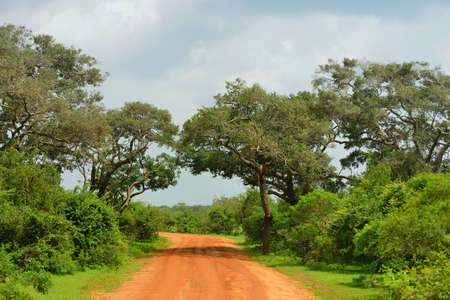 The road in the jungle . Country Of Sri Lankaの写真素材