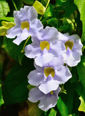 Tropical flower blue color. The national Park of Sri Lankaの写真素材