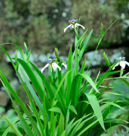abstract tropical flower.The national Park of Sri Lankaの写真素材
