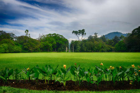 Park with exotic plants. The national Park of Sri Lankaの写真素材