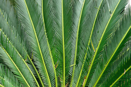 Tropical plant . The national Park of Sri Lanka