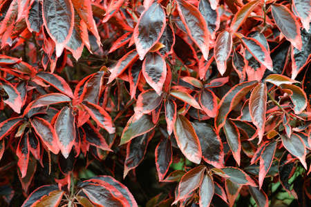 Tropical plant with red leaf.The national Park of Sri Lanka