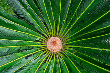 Tropical plant . The national Park of Sri Lanka