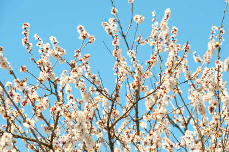 Blossoming branches of a tree. White flowers on a background of the blue skyの写真素材