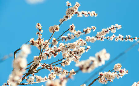 Blossoming branches of a tree. White flowers on a background of the blue skyの写真素材