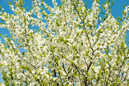 Blossoming branches of a tree. White flowers on a background of the blue skyの写真素材