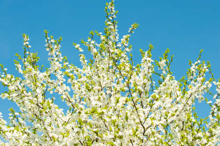 Blossoming branches of a tree. White flowers on a background of the blue skyの写真素材