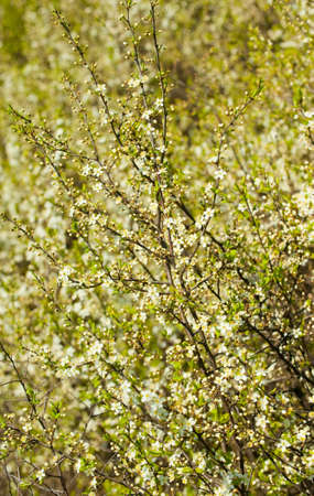 Blossoming spring tree. A close up, set white flowersの写真素材