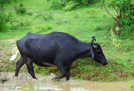 Wild buffalo. The national Park of Sri Lankaの写真素材