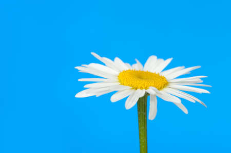 Camomile. It is isolated on a blue backgroundの写真素材