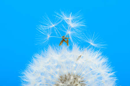 Dandelion on a blue background. Detailed picture of a flowerの写真素材