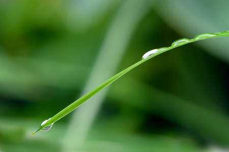 A drop of dew on a blade of grass. Selective focus, blurred backgroundの写真素材