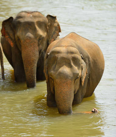 Elephants. Indian elephants in the river. Country Of Sri Lankaの写真素材