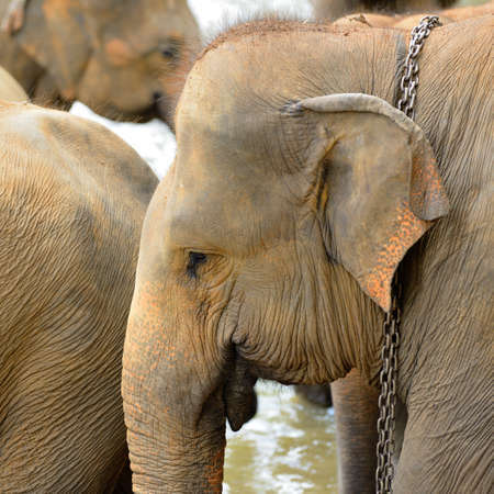 Elephant photo closeup. Country Of Sri Lankaの写真素材