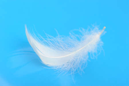 Feather. The bird's feather lies on a blue background with reflexionの写真素材