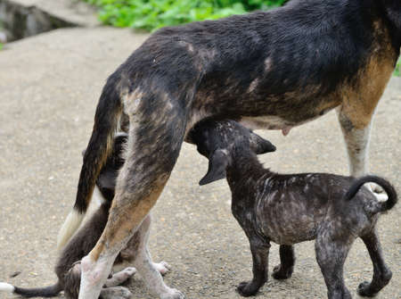 Dog feeding puppies. Homeless animalsの写真素材