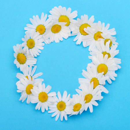 Wild chamomile. White flowers on a dark blue backgroundの写真素材