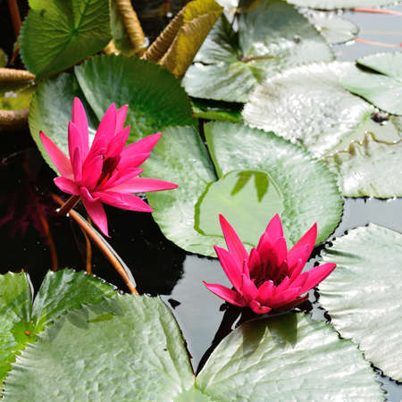 Nymphaea lotus. Nymphaea lotus, the Tiger Lotus, White lotus or Egyptian White Water-lily, is a flowering plant of the family Nymphaeaceae.の写真素材