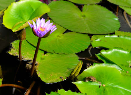 Nymphaea lotus. Nymphaea lotus, the Tiger Lotus, White lotus or Egyptian White Water-lily, is a flowering plant of the family Nymphaeaceae.の写真素材