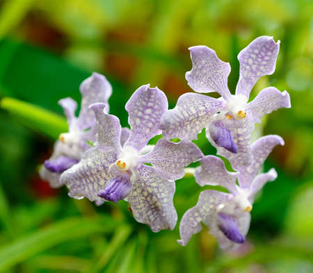 Orchids. Beautiful flowers national Park, Sri Lankaの写真素材