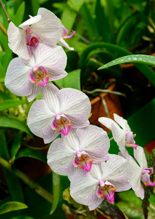 Orchids. Beautiful flowers national Park, Sri Lankaの写真素材