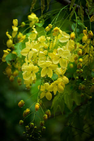 Flowering tree.  Blooming yellow flowers with dew-drops.の写真素材