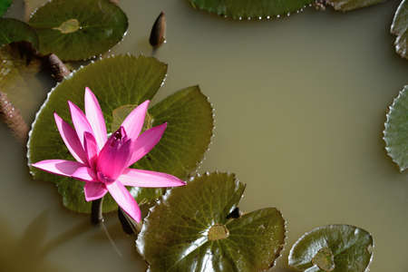 Nymphaea lotus. Nymphaea lotus, the Tiger Lotus, White lotus or Egyptian White Water-lily, is a flowering plant of the family Nymphaeaceae.の写真素材