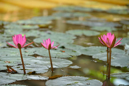 Nymphaea lotus. Nymphaea lotus, the Tiger Lotus, White lotus or Egyptian White Water-lily, is a flowering plant of the family Nymphaeaceae.の写真素材
