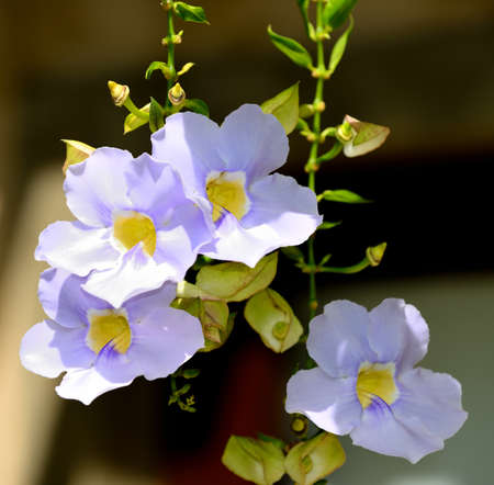 Tropical flower blue color. The national Park of Sri Lankaの写真素材