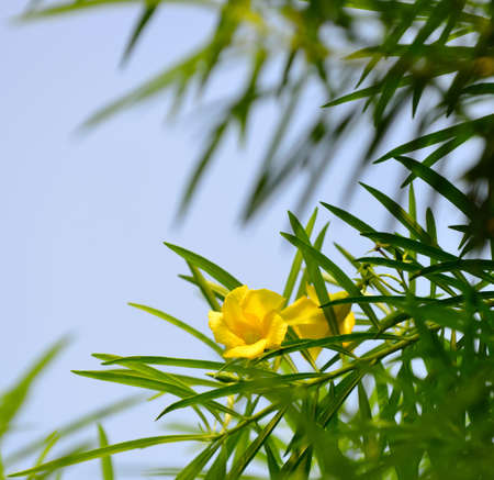 Yellow trumpet bush. Blooming flowers in the bushes with dew-dropsの写真素材