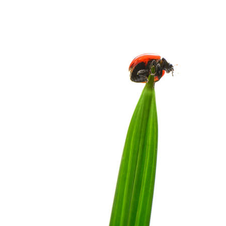 Ladybug on a green blade of grass. Isolated on white backgroundの写真素材