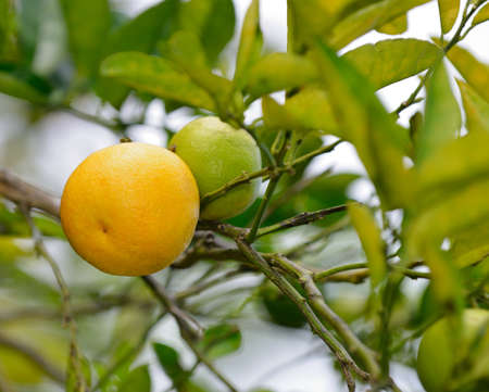 Mandarin on a tree . The national Park of Sri Lankaの写真素材