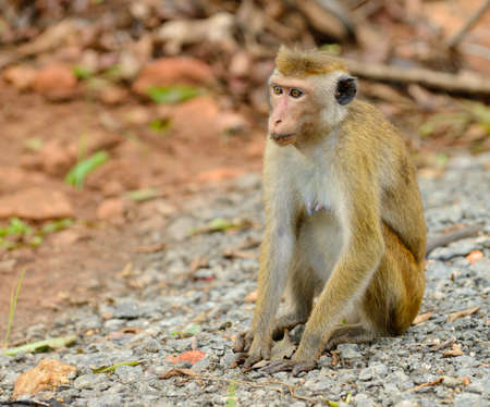 Monkeys in the living nature . Country Of Sri Lankaの写真素材