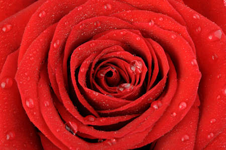 Red rose with water drops. A photo close upの写真素材