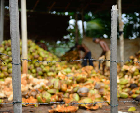 slave labor. The men behind barbed wire are working on putting coconutsの写真素材