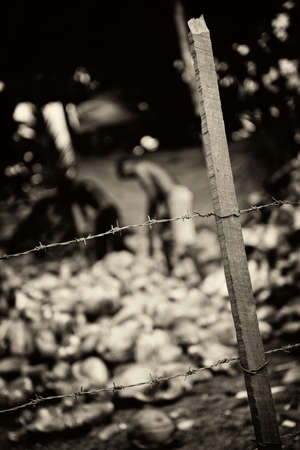 Slavery. Monochrome toned. The men behind barbed wire are working on putting coconutsの写真素材