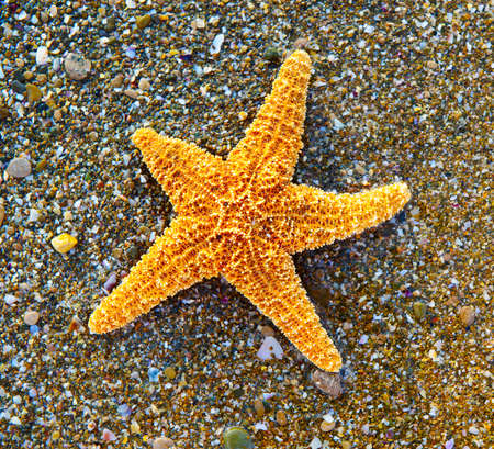 Starfish on sea coast. A wet shell rockの写真素材