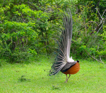 peacock. A bird in the wild. The national Park of Sri Lankaの写真素材