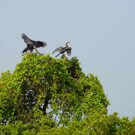 Tropical bird Darter . A bird in the wild. The national Park of Sri Lankaの写真素材