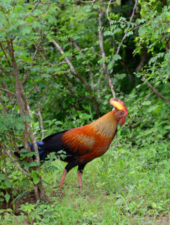 Tropical bird . A bird in the wild. The national Park of Sri Lankaの写真素材