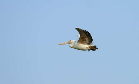 Flying pelican. The national Park of Sri Lankaの写真素材