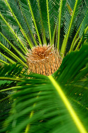 Tropical plant . The national Park of Sri Lankaの写真素材