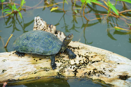 turtle in the lake . The national Park of Sri Lanka