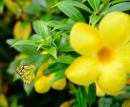 tropical butterfly on a yellow flower. The national Park of Sri Lankaの写真素材
