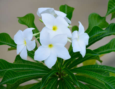 Tropical white flowers. The national Park of Sri Lankaの写真素材