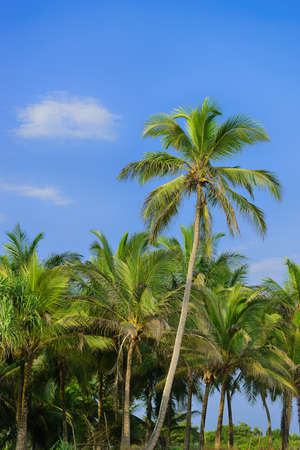Palm tree and blue sky. Tropical islandの写真素材